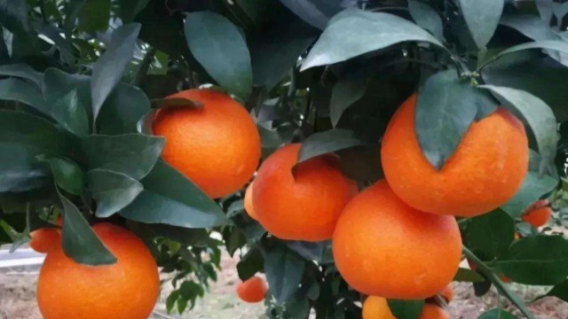 老撾柑橘獲準(zhǔn)輸華