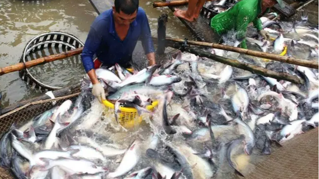 越南巴沙魚出口額翻倍，原料價格高位已維持6周
