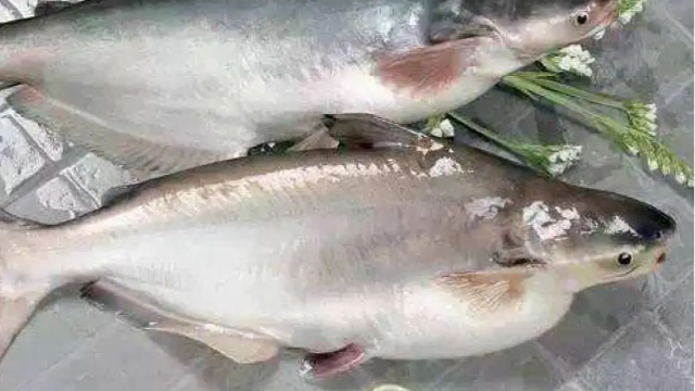 柬埔寨巴沙魚已完成輸華程序