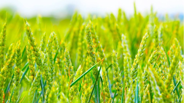 法國農業(yè)部削減2022年玉米和軟小麥產量預期值