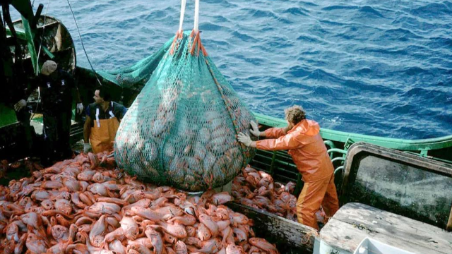 日俄簽署2023年捕魚配額協(xié)議