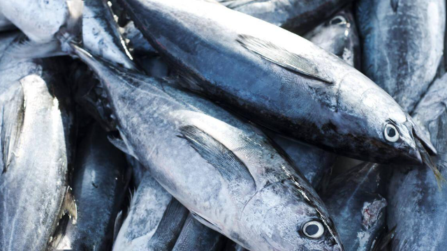 2022年越南金槍魚(yú)出口額首次達(dá)10億美元