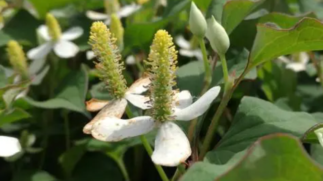 烏茲別克斯坦將進(jìn)一步擴(kuò)大藥用植物種植面積