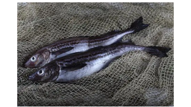 2022年美國野生阿拉斯加鱈魚供應(yīng)量增長30%
