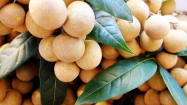 柬埔寨龍眼自去年10月獲準輸華后已累計出口中國6000多噸