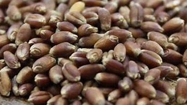 緬甸黑麥豆價格創(chuàng)記錄上漲