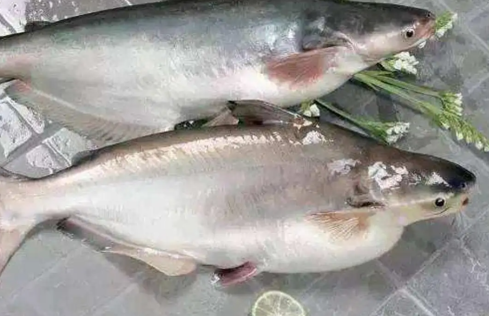 柬埔寨巴沙魚(yú)已完成輸華程序