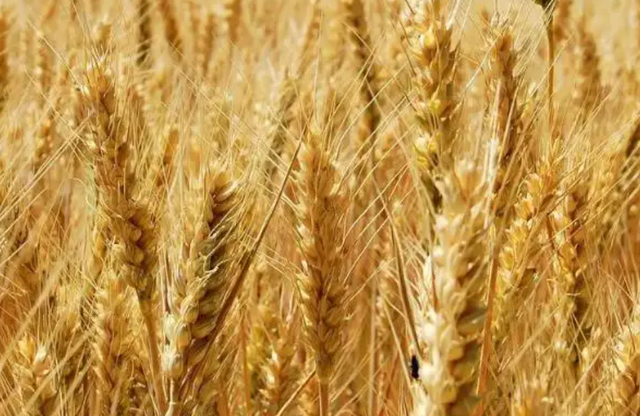 2022年1—9月塔吉克斯坦自哈進口小麥量減價揚